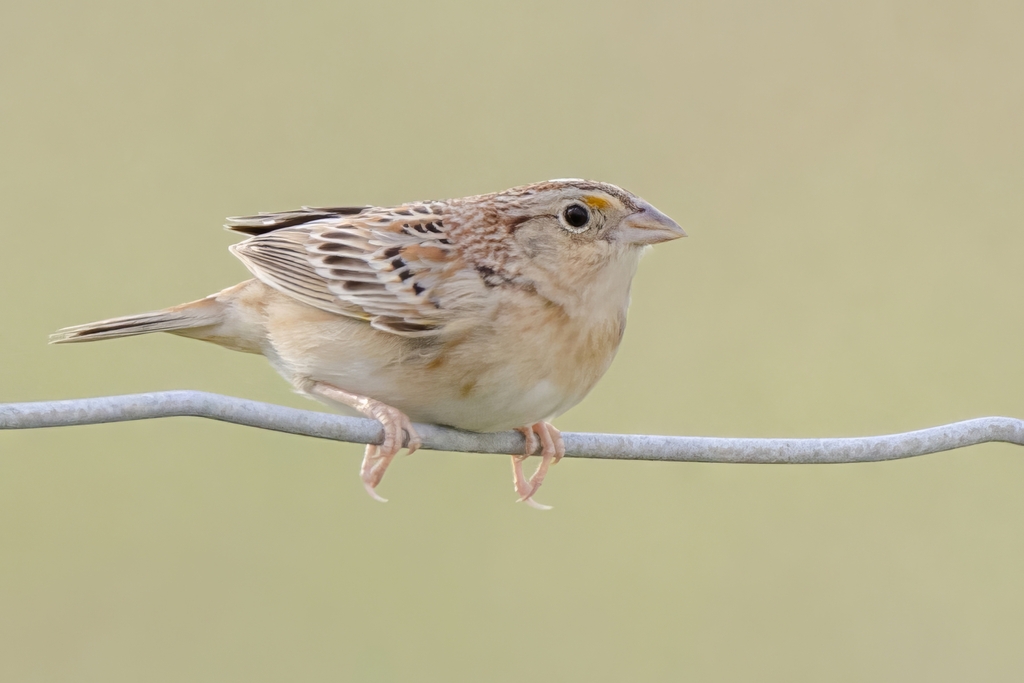 Grasshopper Sparrow (Ammodramus savannarum) photo
