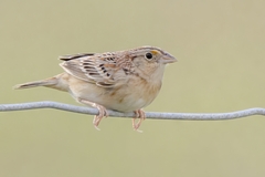 Grasshopper Sparrow photo 3