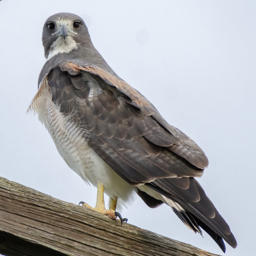 White-tailed Hawk from NALF on April 21, 2024 at 06:52 PM by Mike ...