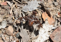 Exoprosopa caliptera