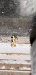 Ornativalva erubescens