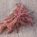 Red Coralline Algae - Photo (c) Mike Lusk, some rights reserved (CC BY-NC), uploaded by Mike Lusk