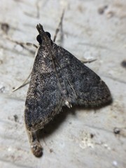 Loxostegopsis merrickalis