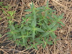 Monardella hypoleuca
