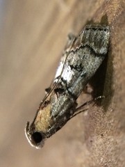 Pococera maritimalis