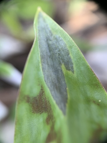 Representative image of Urocystidaceae