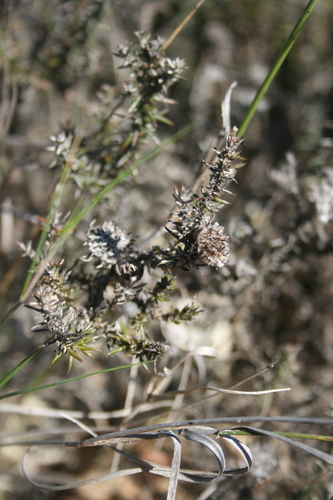 Image of Metalasia capitata by (c) Jacques van der Merwe, some rights reserved (CC BY-SA)