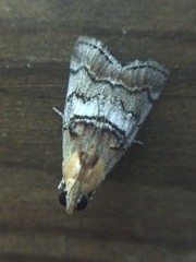 Pococera maritimalis