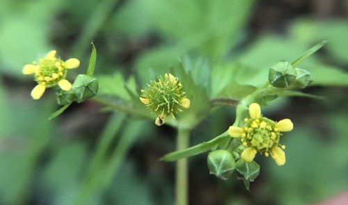 Image of Geum vernum by (c) jonsense, some rights reserved (CC BY)