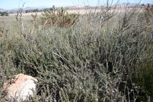 Image of Metalasia capitata by (c) Jacques van der Merwe, some rights reserved (CC BY-SA)
