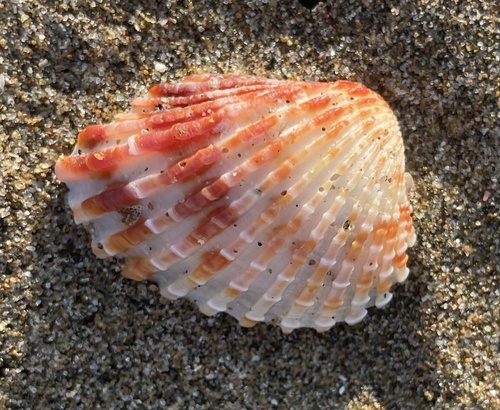 Cardites tricolor