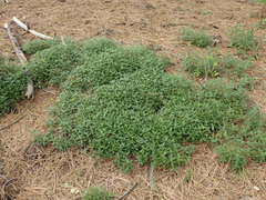 Monardella hypoleuca