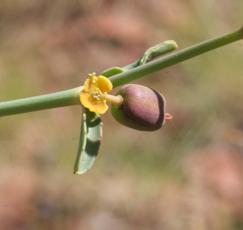 desert spurge