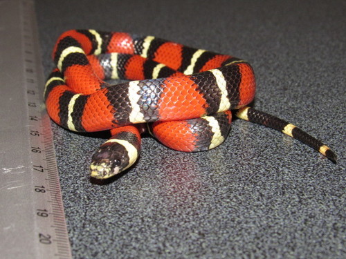 Subspecies Lampropeltis triangulum arcifera · iNaturalist