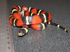 Lampropeltis polyzona
