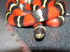 Lampropeltis polyzona