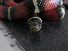 Lampropeltis polyzona