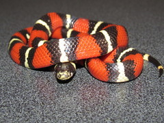 Lampropeltis polyzona