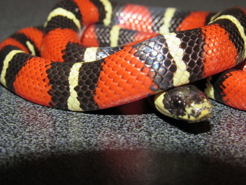 West Mexican Milksnake