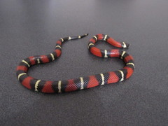 Lampropeltis polyzona