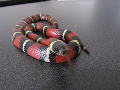 Lampropeltis polyzona