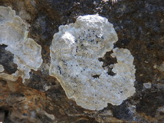Lecanora marginata