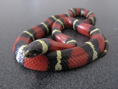 Lampropeltis polyzona