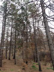 Calocedrus decurrens