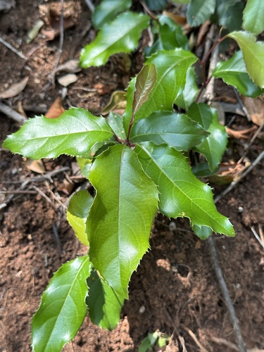 Itea yunnanensis