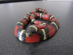 Lampropeltis polyzona