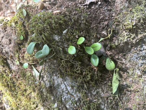 Green penny fern