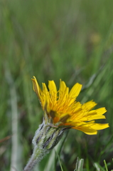 Nothocalais troximoides