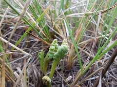 Botrychium campestre