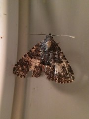 Metalectra discalis