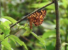 Epobeidia tigrata tigrata