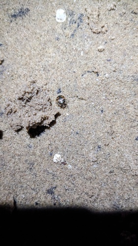 American Round Sand Beetle photo 6