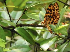 Epobeidia tigrata tigrata