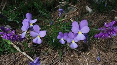 Viola bertolonii