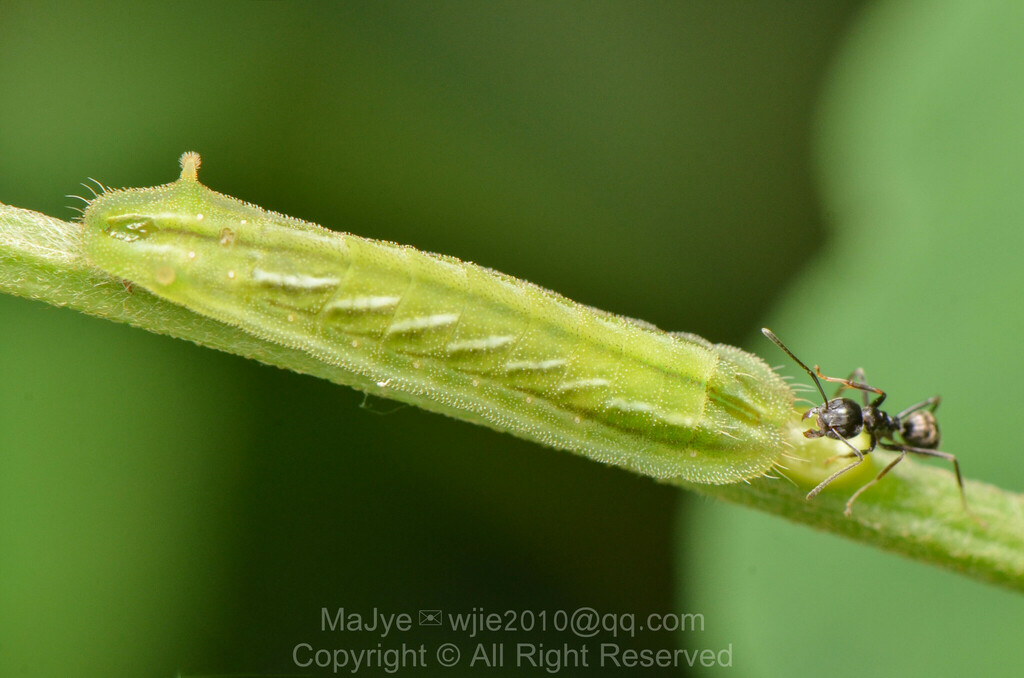 Common Acacia Blue from 中国广西壮族自治区崇左市龙州县 on April 13, 2024 at 01:33 PM ...