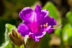 Mirabilis multiflora pubescens