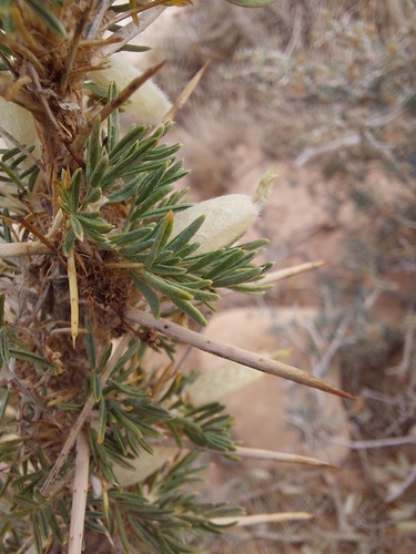 Astragalus armatus armatus