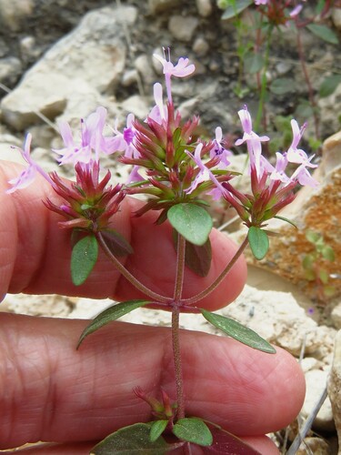 Image of Hedeoma acinoides by (c) Annika Lindqvist, some rights reserved (CC BY)