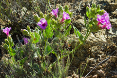 Mirabilis multiflora pubescens