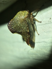 Telamona monticola