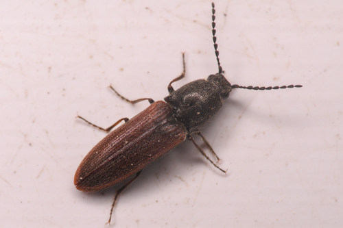 sugarbeet wireworm