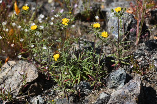 Guggolz's tarweed (Harmonia guggolziorum)