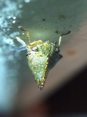 Telamona monticola