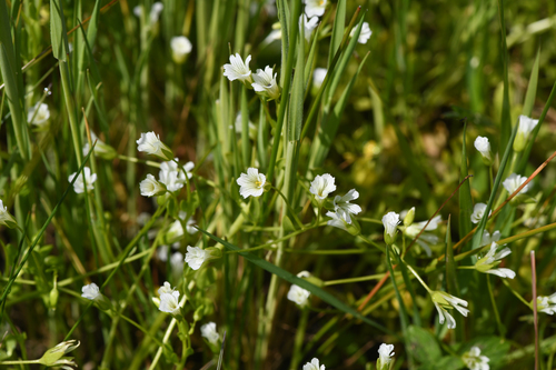 baker's meadowfoam (Limnanthes bakeri)