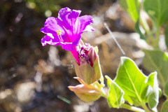 Mirabilis multiflora pubescens