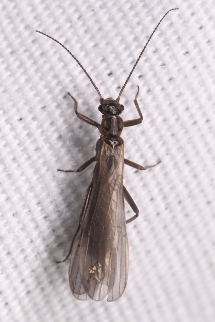 Napa Needlefly